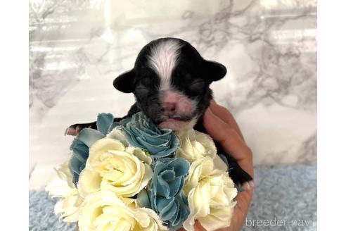 成約済の福岡県のチワプー:チワワ×トイプードル-209650の12枚目