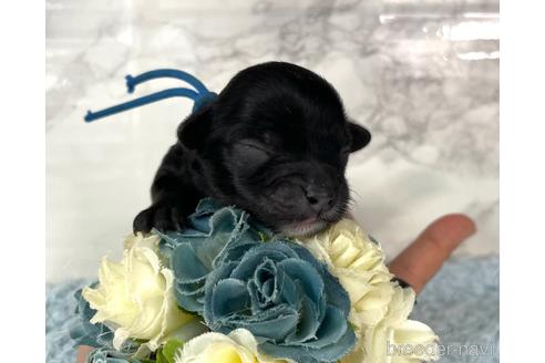 成約済の福岡県のチワプー:チワワ×トイプードル-209651の7枚目