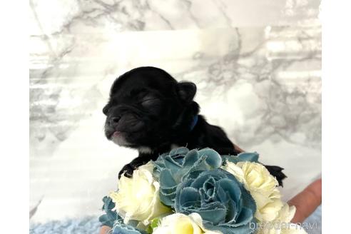 成約済の福岡県のチワプー:チワワ×トイプードル-209651の8枚目