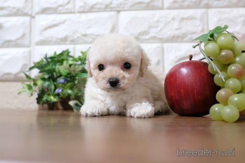 成約済の滋賀県のトイプードル-207573