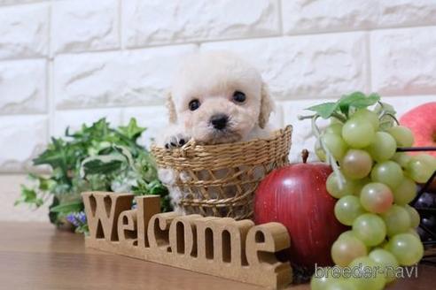 成約済の滋賀県のトイプードル-207573の6枚目