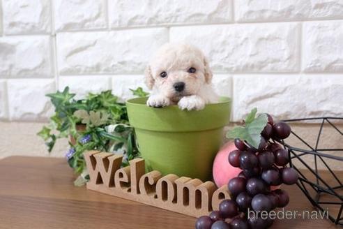 成約済の滋賀県のトイプードル-207573の3枚目