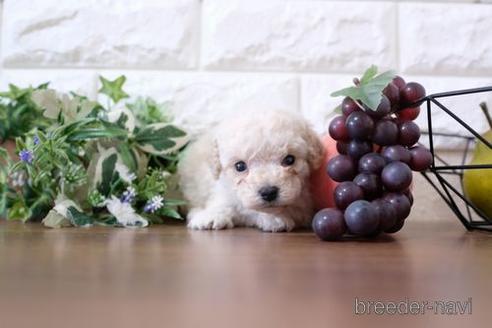 成約済の滋賀県のトイプードル-207573の2枚目