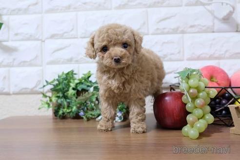成約済の滋賀県のトイプードル-207575の1枚目