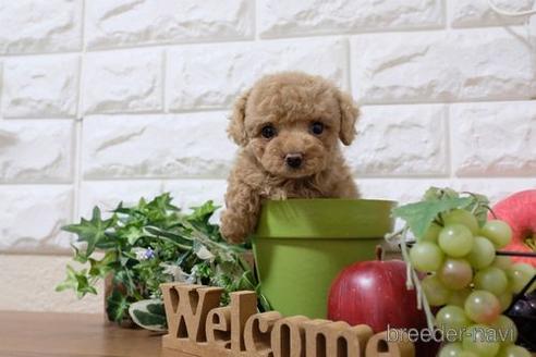 成約済の滋賀県のトイプードル-207575の6枚目