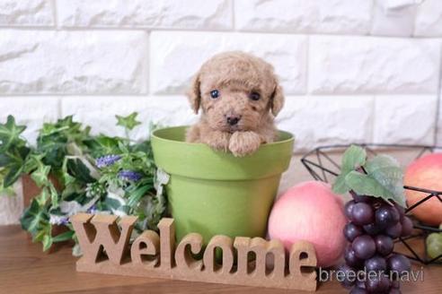 成約済の滋賀県のトイプードル-207575の3枚目