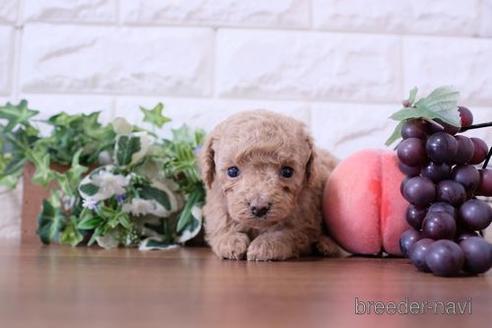 成約済の滋賀県のトイプードル-207575の2枚目