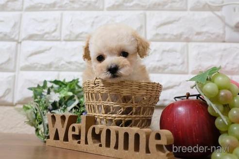 成約済の滋賀県のトイプードル-207578の1枚目