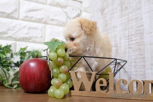 成約済の滋賀県のトイプードル-207578の6枚目