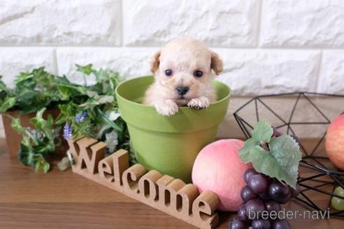 成約済の滋賀県のトイプードル-207578の3枚目