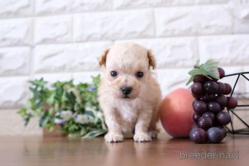 成約済の滋賀県のトイプードル-207578の2枚目