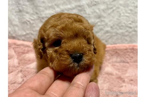 成約済の滋賀県のトイプードル-209718の8枚目