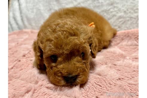 成約済の滋賀県のトイプードル-209718の1枚目