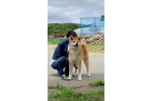 のの秋田犬-