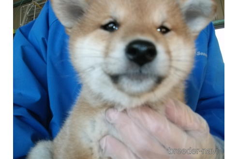 成約済の埼玉県の柴犬-208042の5枚目