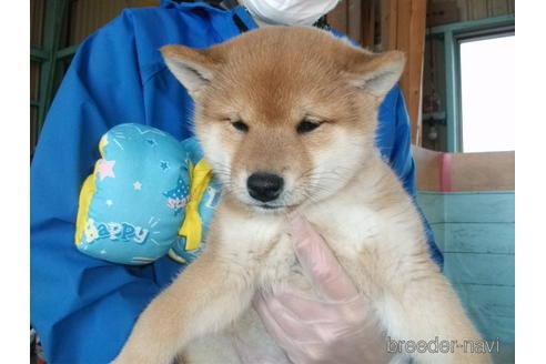 成約済の埼玉県の柴犬-208041の2枚目