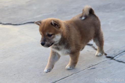 成約済の埼玉県の柴犬-208067の5枚目