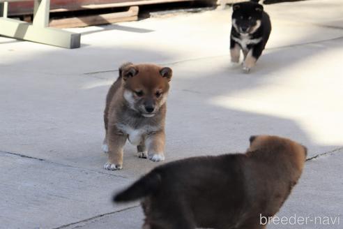成約済の埼玉県の柴犬-208067の4枚目