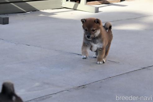 成約済の埼玉県の柴犬-208067の3枚目