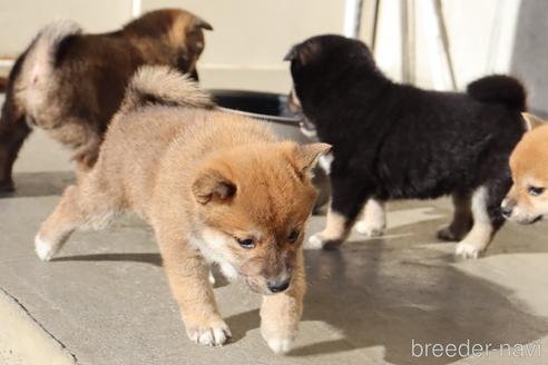 成約済の埼玉県の柴犬-208067の2枚目