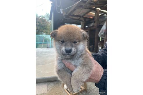 成約済の広島県の柴犬-209853の1枚目