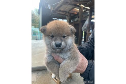 成約済の広島県の柴犬-209853の6枚目