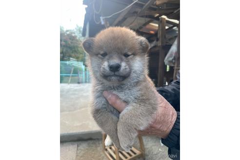 成約済の広島県の柴犬-209853の2枚目