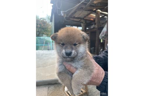 成約済の広島県の柴犬-209853の3枚目