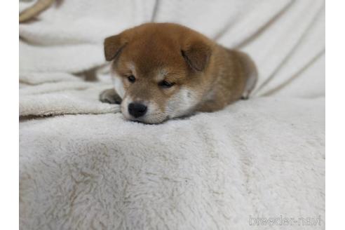 成約済の山形県の柴犬-207752の2枚目