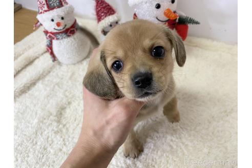 成約済の愛知県のチワックス:チワワ×ミニチュアダックスフンド-207609