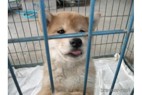 成約済の埼玉県の柴犬-208044の1枚目