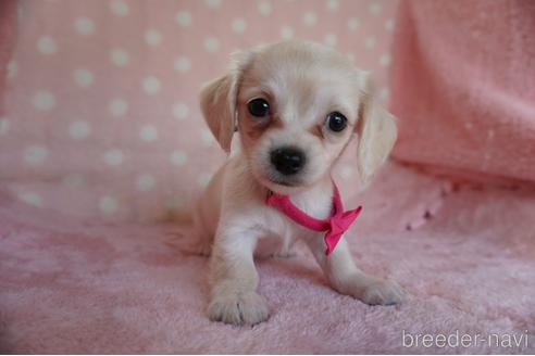 子犬