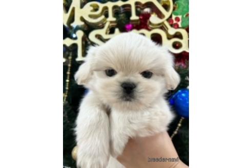 成約済の北海道のミックス犬-209931の8枚目