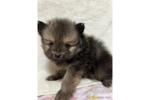 成約済の群馬県のポメラニアン-205097の4枚目