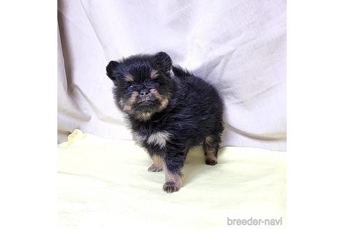 成約済の茨城県のポメラニアン-208794の1枚目