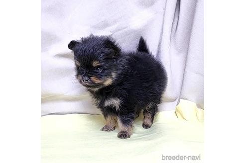 成約済の茨城県のポメラニアン-208794の3枚目