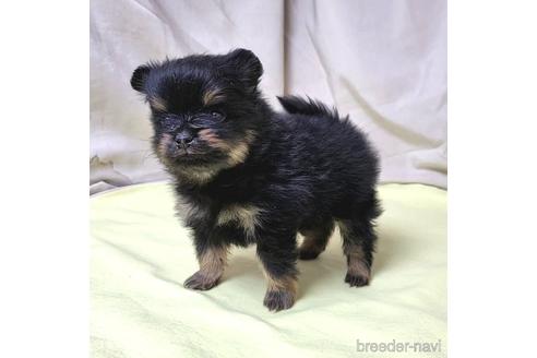 成約済の茨城県のポメラニアン-208794の5枚目