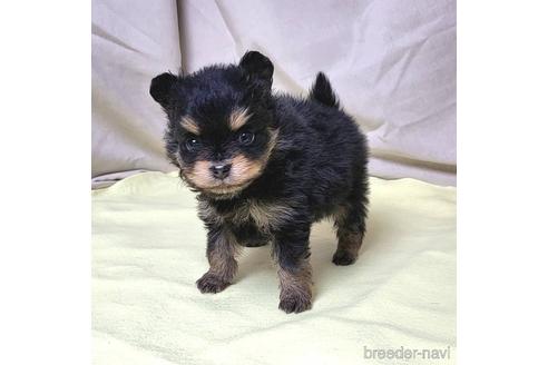 成約済の茨城県のポメラニアン-208795の10枚目