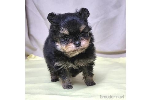成約済の茨城県のポメラニアン-208793の14枚目