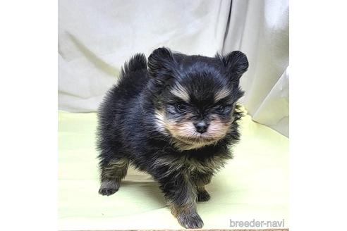 成約済の茨城県のポメラニアン-208793の13枚目