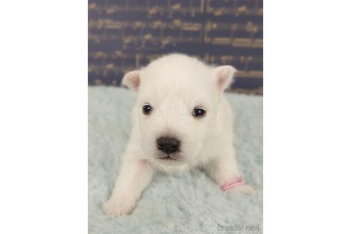 日本スピッツの子犬を探す ブリーダーナビ