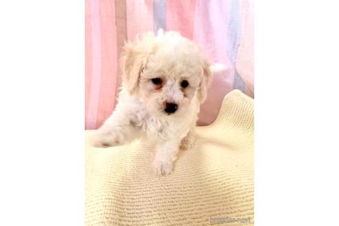成約済の静岡県のミックス犬-206437の5枚目