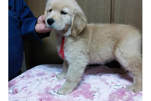 子犬