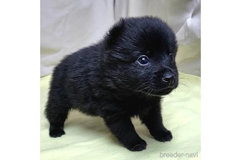 成約済の茨城県のスキッパーキ-209141の20枚目