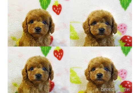 成約済の千葉県のティーカッププードル-210035の6枚目