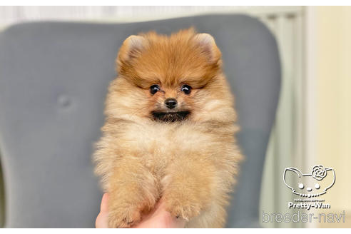 成約済の愛知県のポメラニアン-202785の1枚目