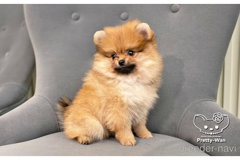 成約済の愛知県のポメラニアン-202785の3枚目