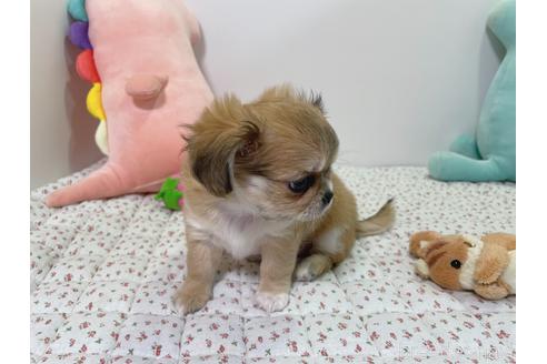 成約済の栃木県のミックス犬-208628の5枚目