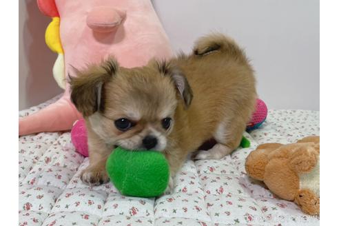 成約済の栃木県のミックス犬-208628の4枚目