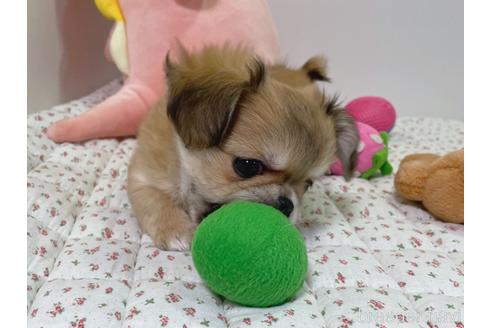 成約済の栃木県のミックス犬-208628の3枚目